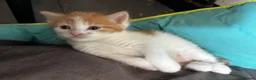 Mixed Breed cats for sale: 4 fluffy kittens - Advert 7