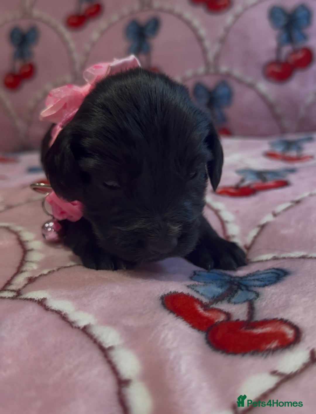 Cocker Spaniel dogs for sale: Gorgeous cocker spaniel READY TO LEAVE TODAY - Advert 11