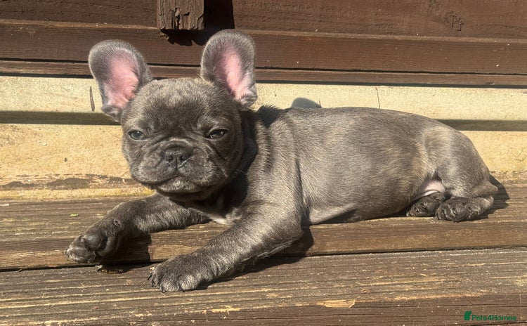 French Bulldog dogs - Advert 18