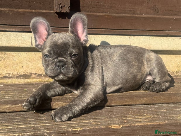 French Bulldog dogs - Advert 7