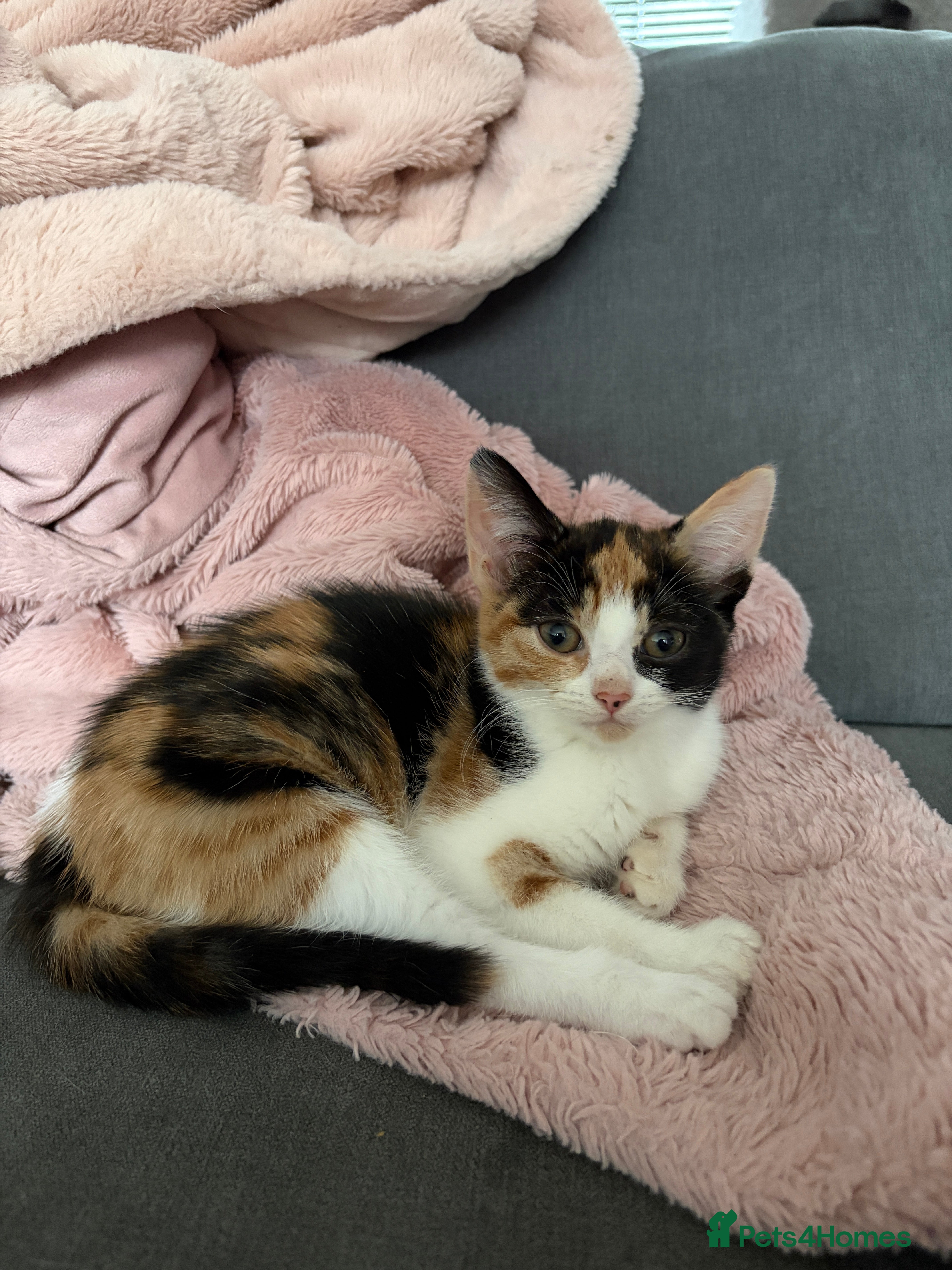 Domestic Shorthair cats Adorable Kittens Ready for Their Forever Homes - Advert 9