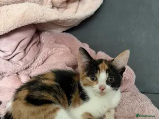 Domestic Shorthair cats Adorable Kittens Ready for Their Forever Homes - Advert 9