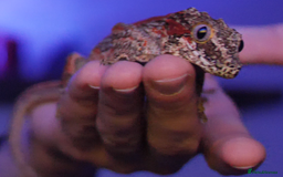 Gecko reptiles for sale: Gargoyle Gecko (Stunning Stripes) & full a+ Setup - Image 2