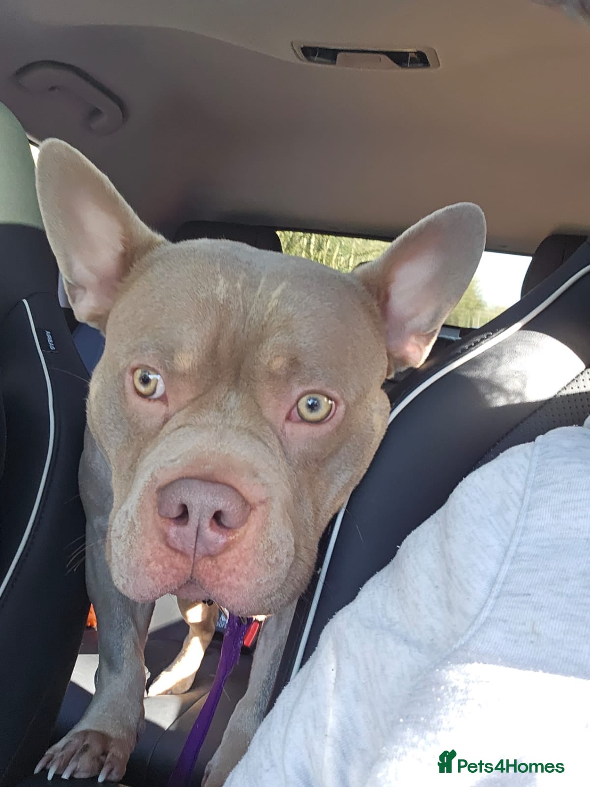 Mixed Breed dogs Pocket bully x frenchie in Newport - Advert 1