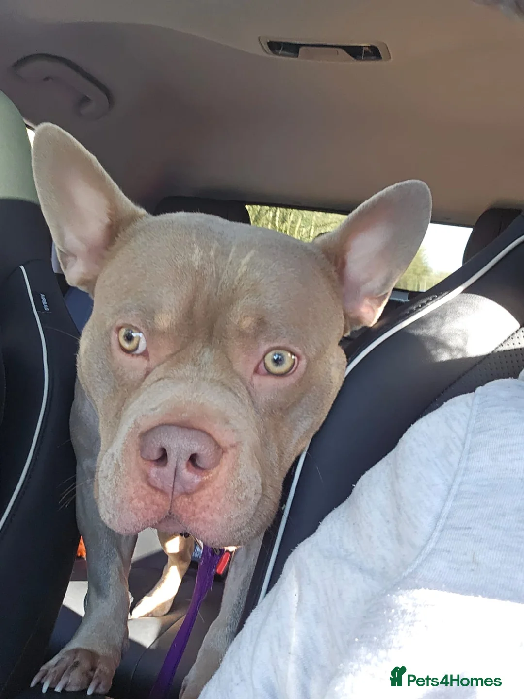 Mixed Breed dogs for sale: Pocket bully x frenchie in Newport - Advert 1