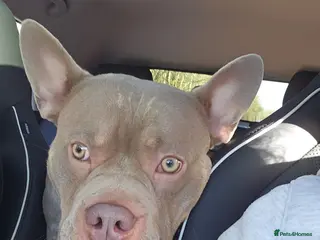 Mixed Breed dogs Pocket bully x frenchie in Newport - Advert 18