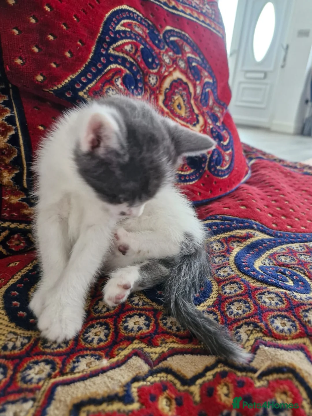 Domestic Shorthair cats for sale: 1 beautiful tabby kittens ready to leave 💜 - Advert 2