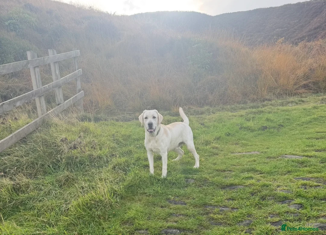 Labrador Retriever dogs for sale: Pedigree KC Male Labrador Retriever 15 Months  - Advert 6