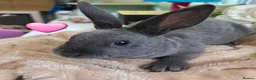 Mini Lop rabbits for sale: I have baby mini lops and mini rex available  - Advert 6