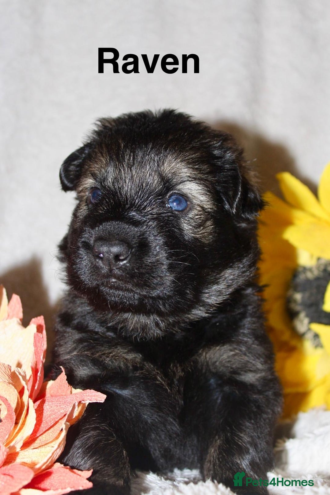 German Shepherd dogs for sale: German shepherd puppies  - Image 3