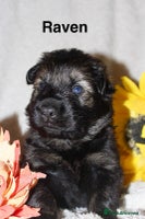 German Shepherd dogs - Advert 5