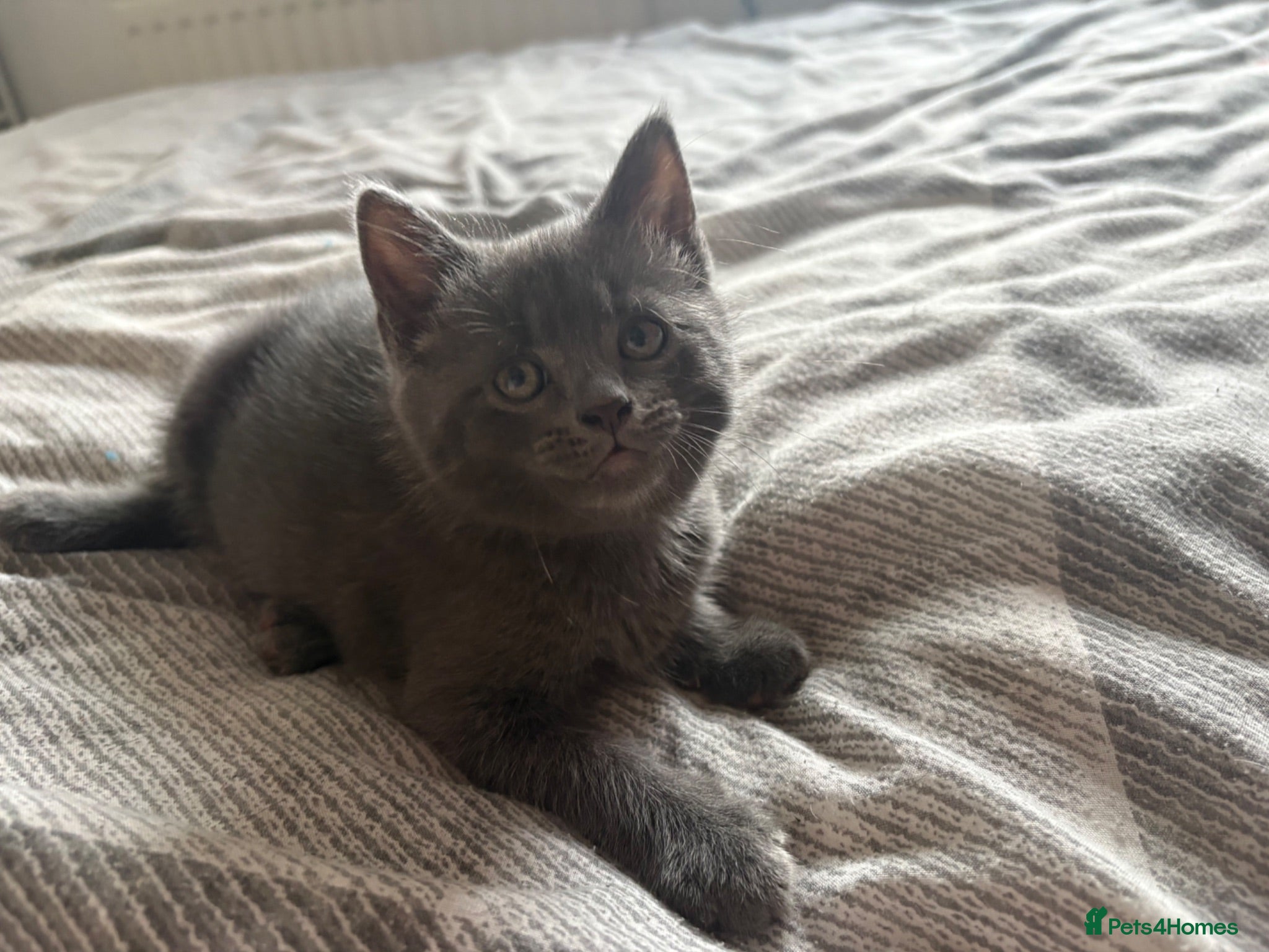 Mixed Breed cats 4 kittens ready for new homes  - Advert 1