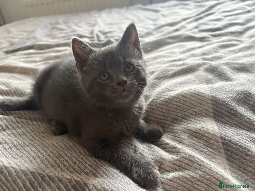 Mixed Breed cats for sale: 4 kittens ready for new homes  in Bordon - Advert 1