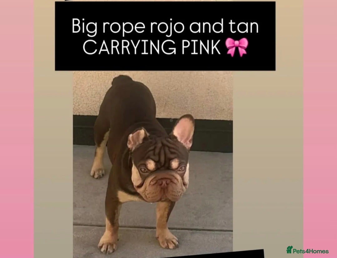 French Bulldog dogs ROJO AND TAN CARRYING PINK -Rare - Advert 2