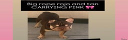 French Bulldog dogs for stud: ROJO AND TAN CARRYING PINK -Rare - Advert 1