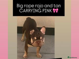 French Bulldog dogs ROJO AND TAN CARRYING PINK -Rare - Advert 15