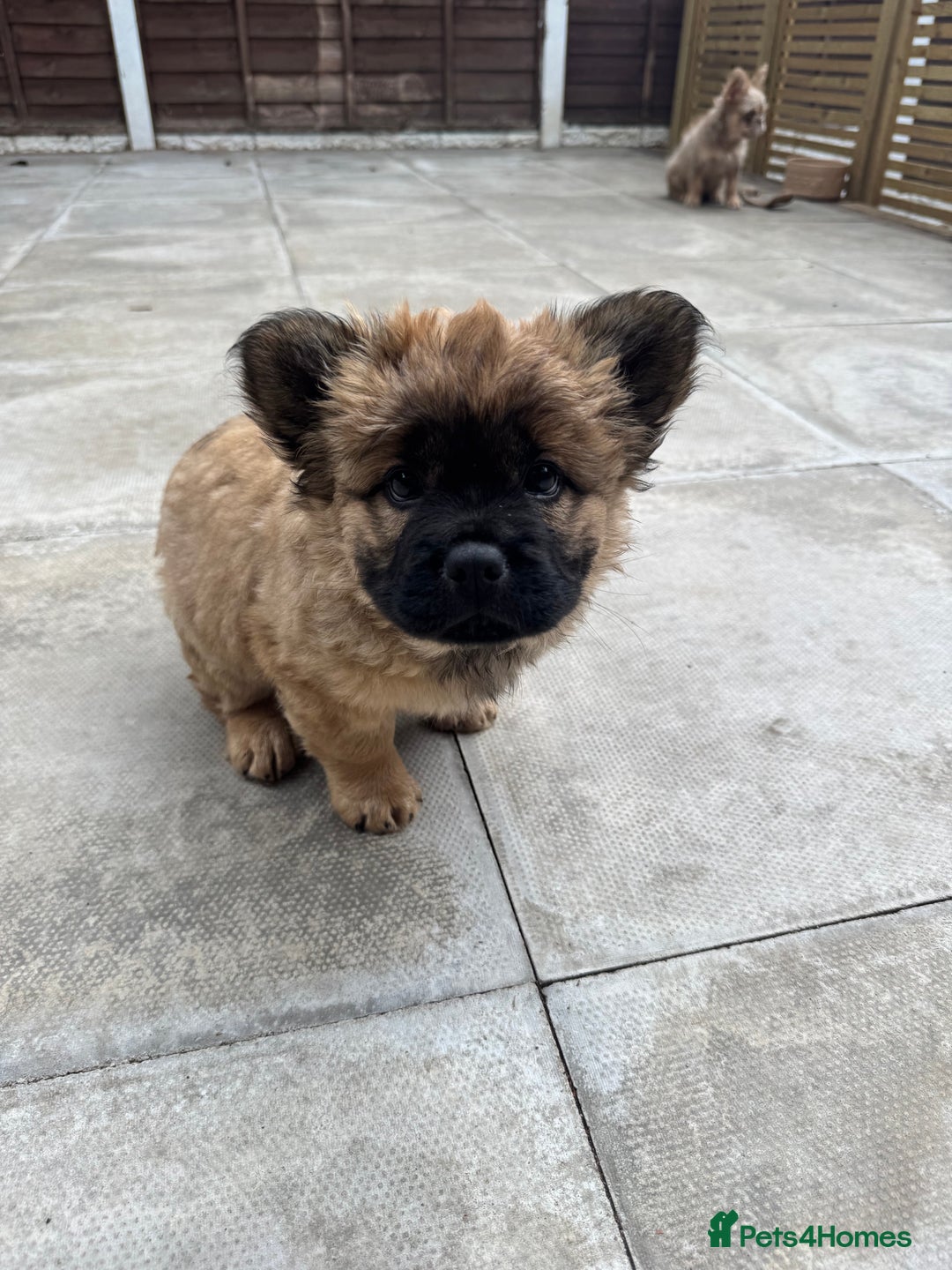 Mixed Breed dogs for sale: Chow x frenchie  - Image 2