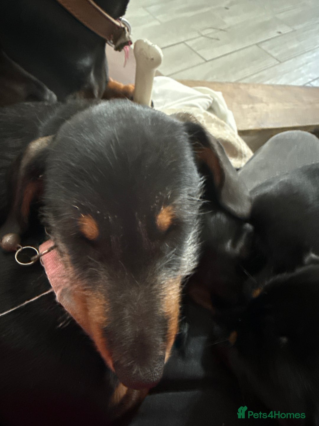 Miniature Dachshund dogs for sale: 2 Short hair and 1 wire hair girl dachshunds - Image 14