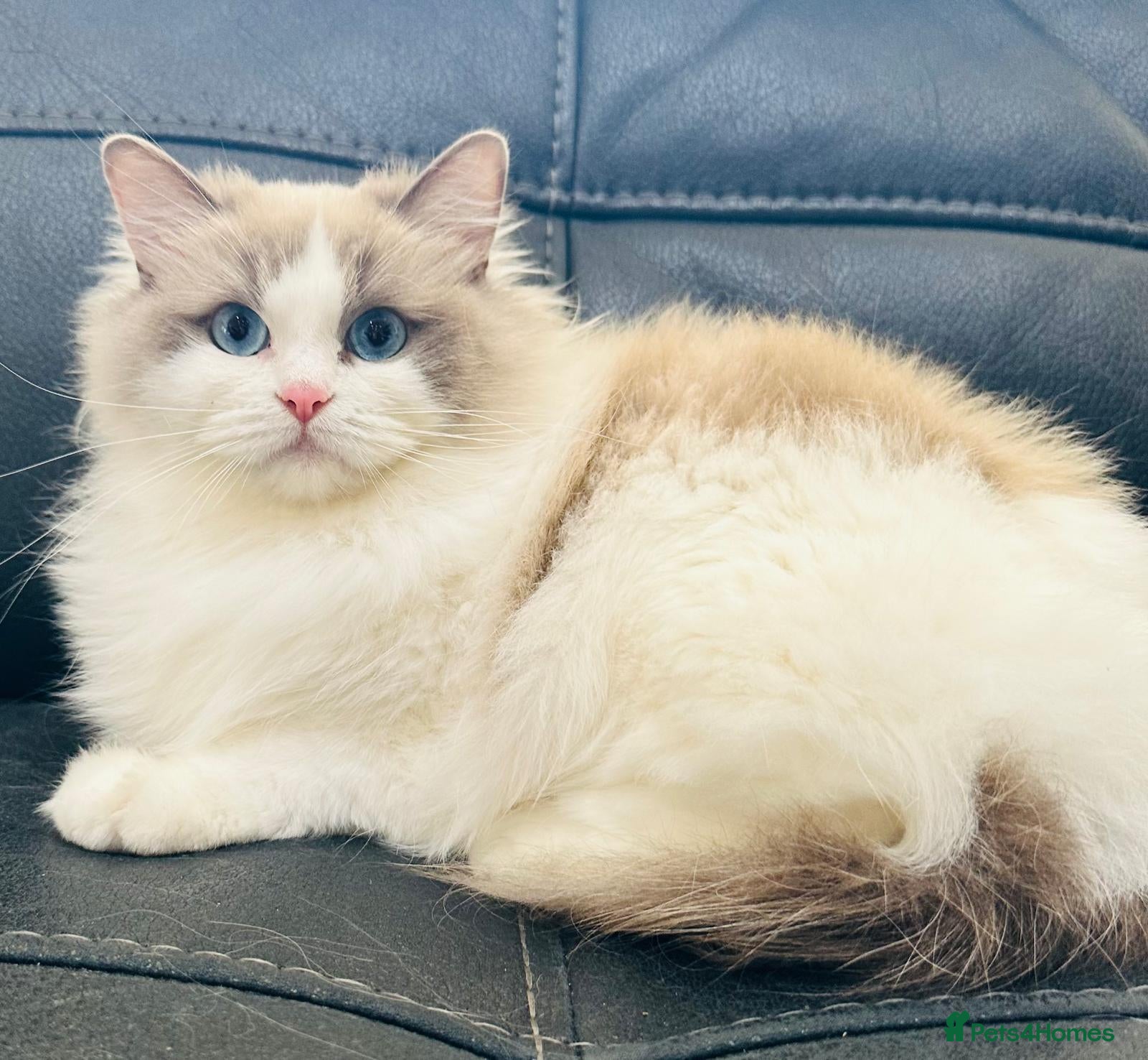 Ragdoll cats Stunning female ragdoll cats for sale  - Advert 1