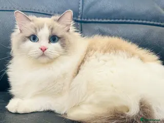 Ragdoll cats Stunning female ragdoll cats for sale - Advert 5