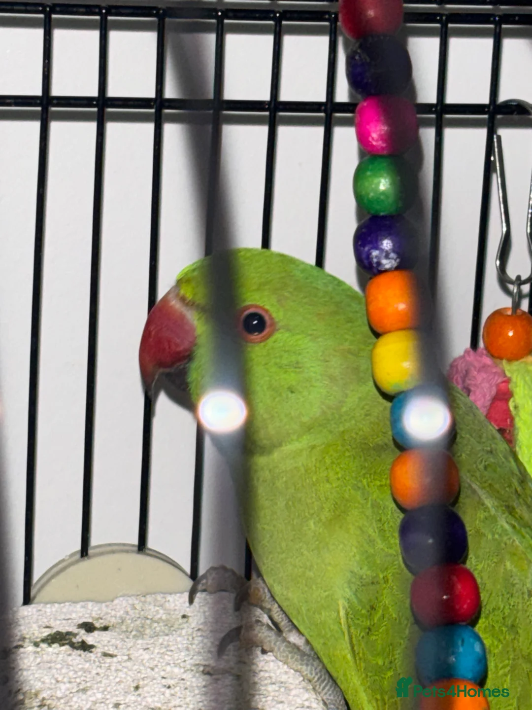 Ringnecks birds for sale: Indian ringneck  - Advert 2