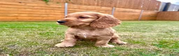 Cocker Spaniel dogs for sale: KC Registered Show Cockerspaniel Babies 🐾🐾🐾 - Advert 2