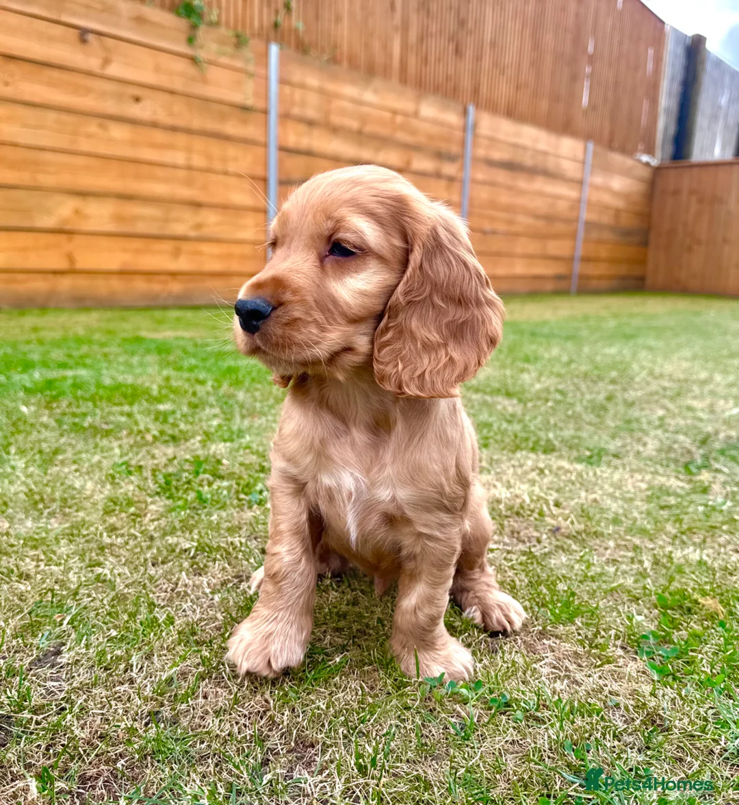 Cocker Spaniel dogs for sale: KC Registered Show Cockerspaniel Babies 🐾🐾🐾 - Advert 2