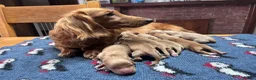 Miniature Dachshund dogs for sale: Outstanding KC  Long hair miniature dachshund  - Advert 6