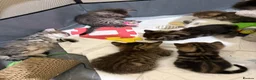 Mixed Breed cats for sale: READY🎉 Prince & Princess Tabby MaineCoon mixed 👑 - Advert 11