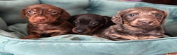 Miniature Dachshund dogs for stud: **RogueRoyales Luxe** PRA Clear Long Hair in Wolverhampton - Advert 9