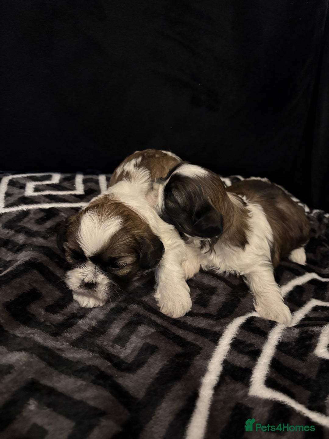 Shih Tzu dogs for sale: 2 female Shih Tzu puppies  - Advert 15