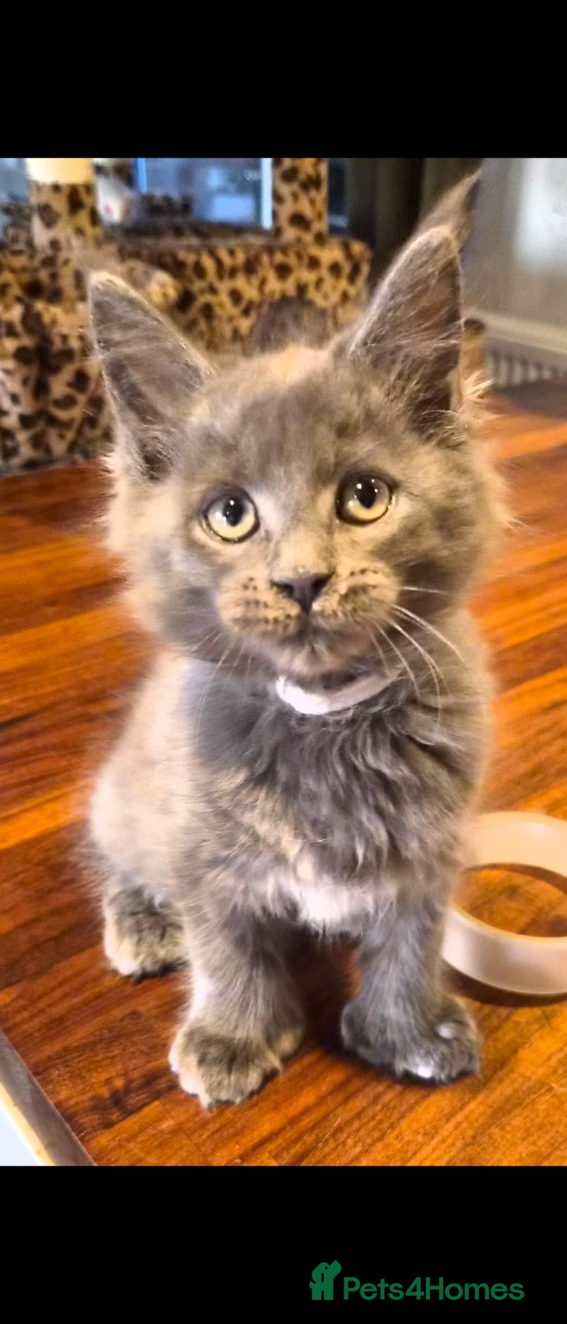 Maine Coon cats Maine coon pedigree kittens  - Advert 8