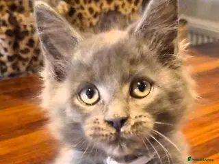 Maine Coon cats Maine coon pedigree kittens - Advert 8