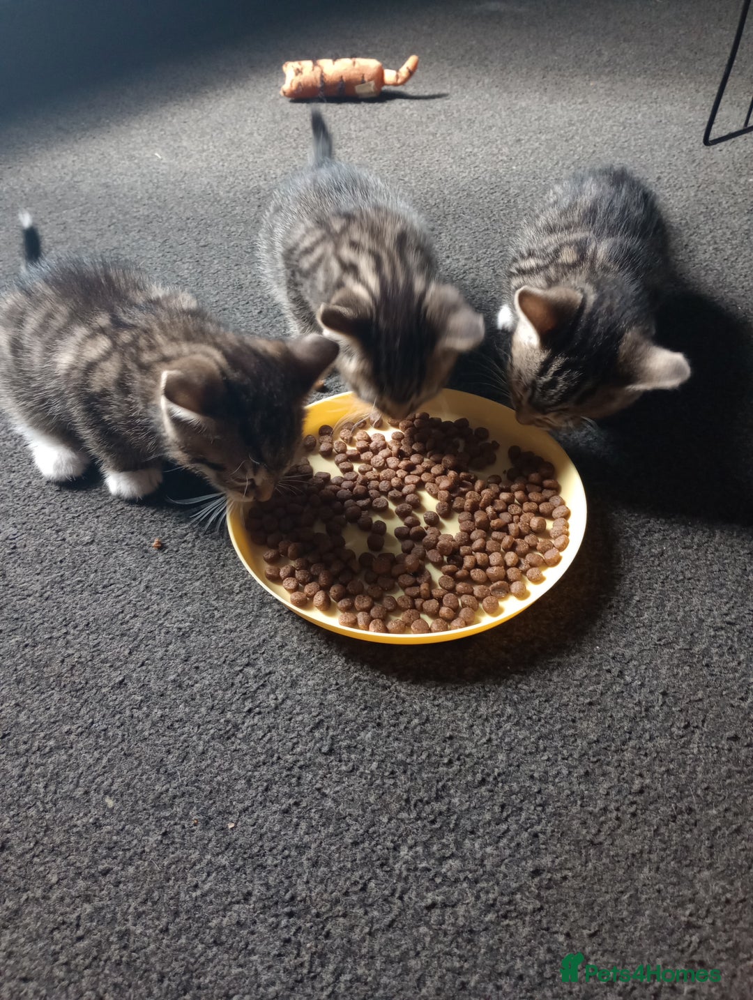Mixed Breed cats for sale: 3 ADORABLE STRIPEY FURBALLS  - Image 1