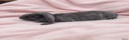 Rex rabbits for sale: Baby Velveteen x plush doe - Advert 4