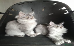 Maine Coon cats for sale: black silver ticked girls TICA 3 pedigree - Image 1