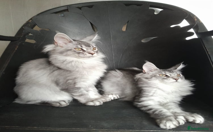 Maine Coon cats - Advert 1