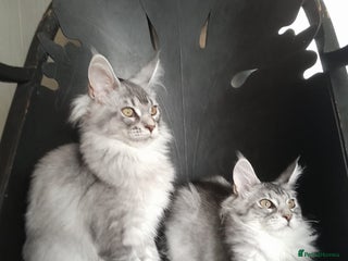 Maine Coon cats - Advert 28