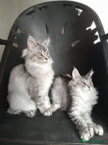 Maine Coon cats - Advert 6