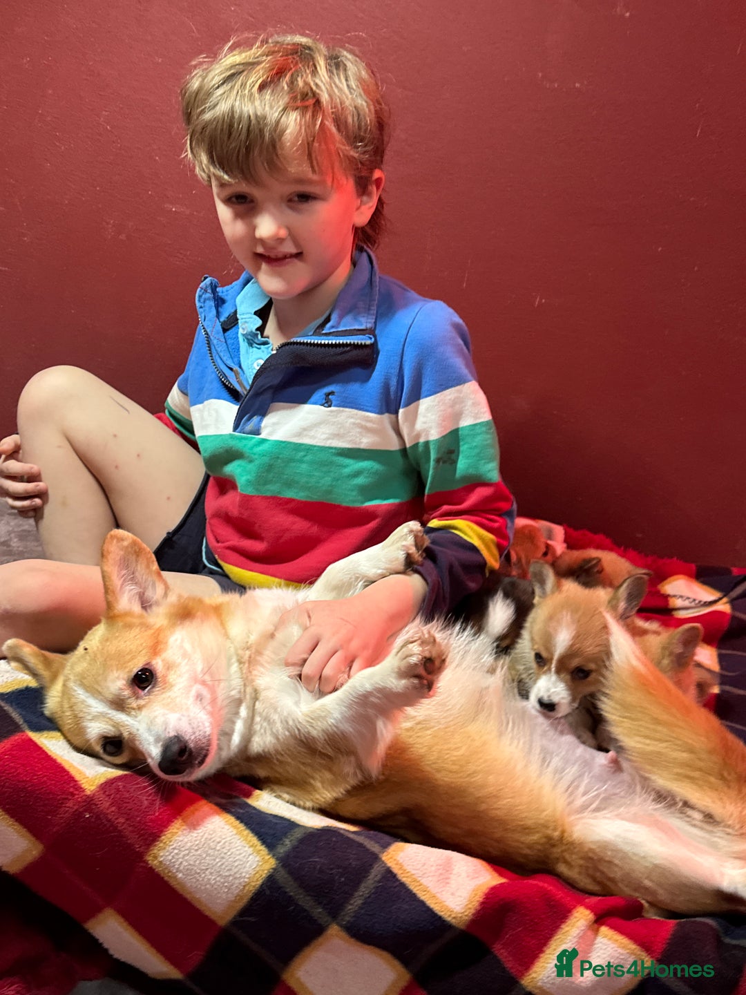 Welsh Corgi Pembroke dogs for sale: Champion bloodlines on both sides, great with kids - Advert 2