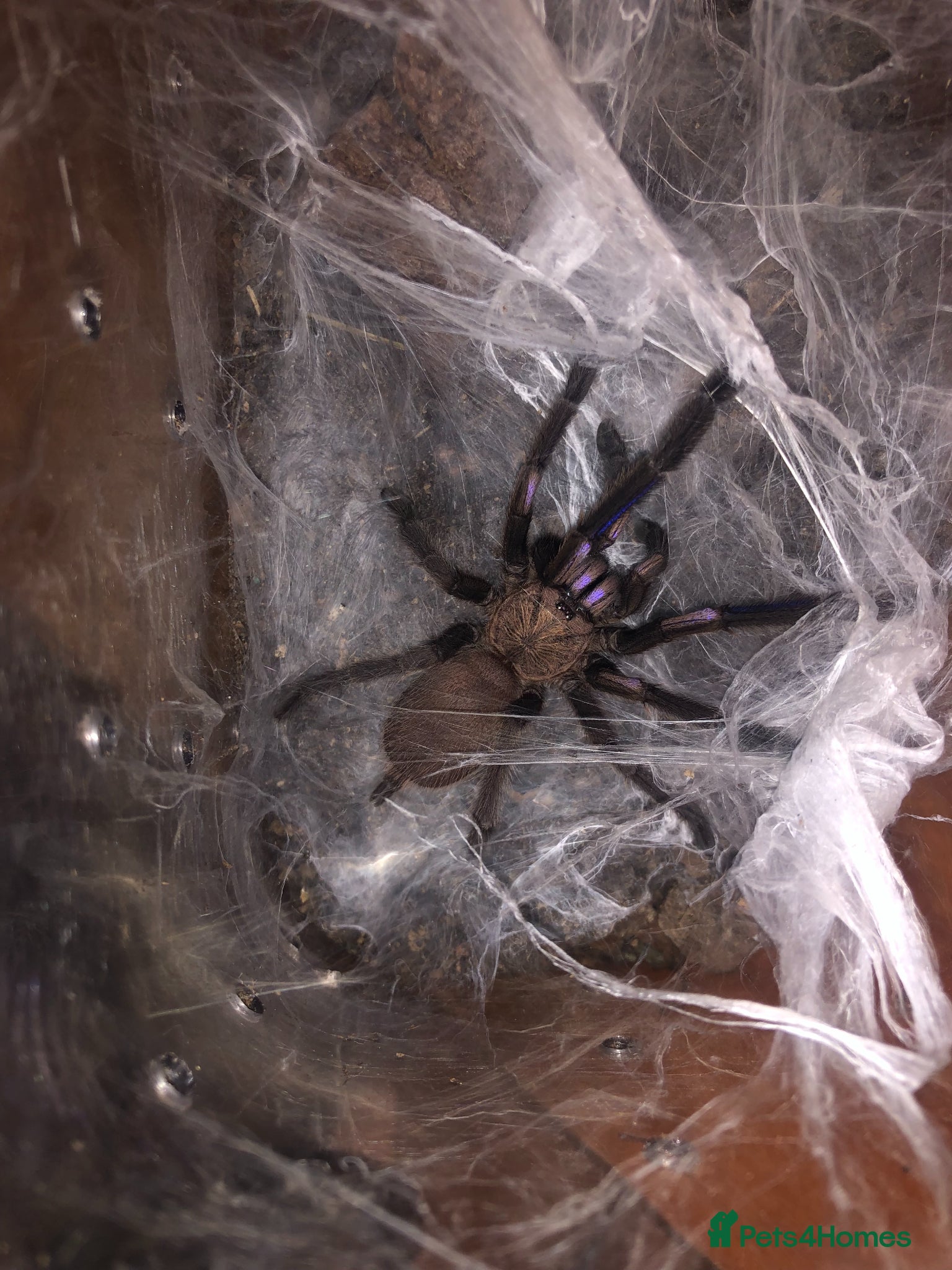 Tarantulas invertebrates Electric Blue Tarantula for sale moving house - Advert 1