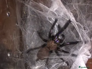 Tarantulas invertebrates Electric Blue Tarantula for sale moving house - Advert 1