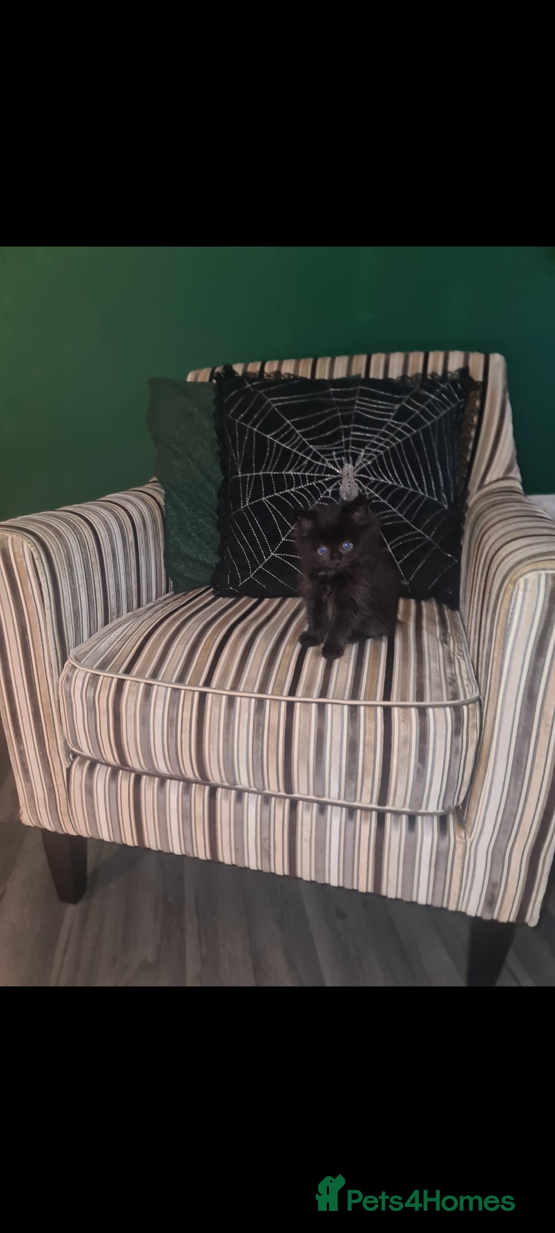 British Longhair cats for sale: Beautiful kittens  - Image 3