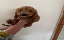 Cockapoo dogs for sale: Beautiful F1 Cockapoo puppies - Image 25
