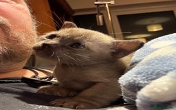 Burmese cats for sale: Four beautiful, bouncy, robust GCCF-reg'd kittens - Image 4