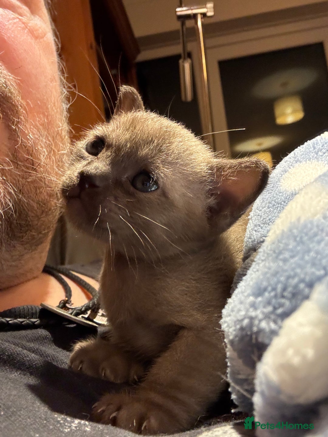 Burmese cats for sale: Four beautiful, bouncy, robust GCCF-reg'd kittens - Image 4