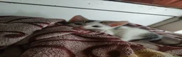 American Shorthair cats for sale: American short hair kitten  - Advert 7