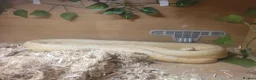 Corn Snake reptiles for sale: Corn snake - Advert 2