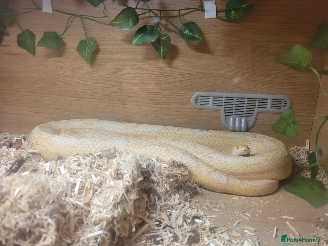 Corn Snake reptiles for sale: Corn snake - Advert 2