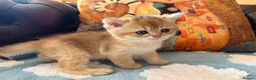 British Shorthair cats for sale: Lovely golden BSH & BLH kittens - Advert 11